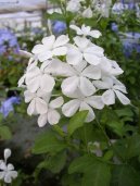 Plumbago auriculata