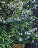 Plumbago auriculata