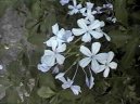 Plumbago auriculata