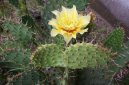 Opuntia