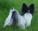 Papillon