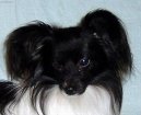 Papillon