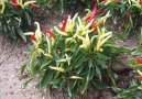 Paprika ro�n�