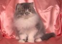 Persian cat