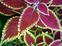 Coleus blumei