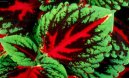 Coleus blumei
