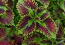 Coleus blumei