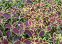 Coleus blumei