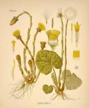 Tussilago farfara L