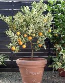 Citrofortunella mitis