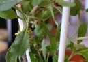 p�stitelsk� chyby