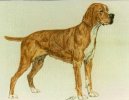 Perdigueiro Portugu�s, Portuguese Pointing Dog