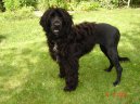 Cao de agua Portugu�s, Portuguese Water Dog