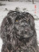 Cao de agua Portugu�s, Portuguese Water Dog