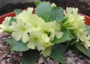 Primula