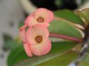 Euphorbia milii