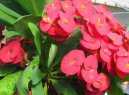 Euphorbia milii
