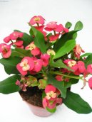 Euphorbia milii