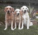 Ps� modlitba, ps� z�kony, pravidla