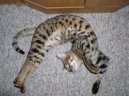 Puzzle online: Ko�ky 4