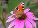 Puzzle online: Ostatn� 5