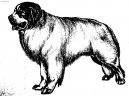 Chien de Montagne des Pyr�n�es