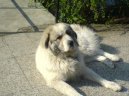Chien de Montagne des Pyr�n�es