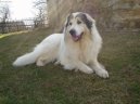 Chien de Montagne des Pyr�n�es