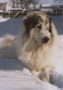 Chien de Montagne des Pyr�n�es