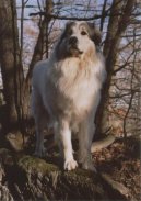 Chien de Montagne des Pyr�n�es