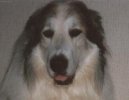 Chien de Montagne des Pyr�n�es