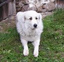 Chien de Montagne des Pyr�n�es