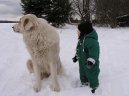 Chien de Montagne des Pyr�n�es