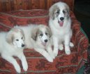 Chien de Montagne des Pyr�n�es