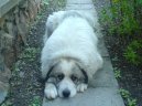 Chien de Montagne des Pyr�n�es