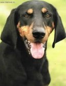 Brandlbracke � Vier�ugl, Austrian Black and Tan Hound