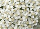 Achillea millefolium
