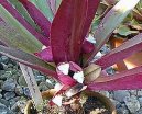 Reo mnohobarv�