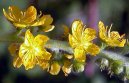 Agrimonia eupatoria