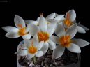 Crocus