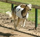 Saluki, Persk� chrt
