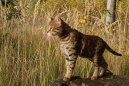Savanov� ko�ka