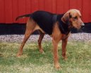 Schillerst�vare, Schiller Hound