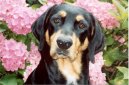Erd�lyi Kop�, Transylvanian Hound
