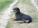 Erd�lyi Kop�, Transylvanian Hound