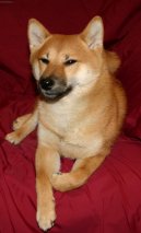 Shiba Inu