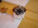 �icu, Shih-Tzu