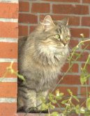 Siberian Cat