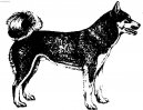 Laika Vostotchno-Sibirskaia