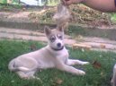Sibi�sk� husky